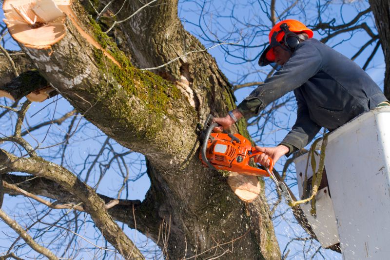 Mimosa Tree Removal
