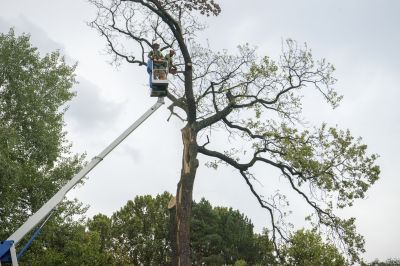 Tree Removal Service