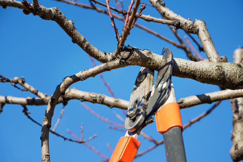 Healthy Tree Maintenance